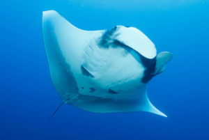 giant oceanic manta ray vs reef manta ray